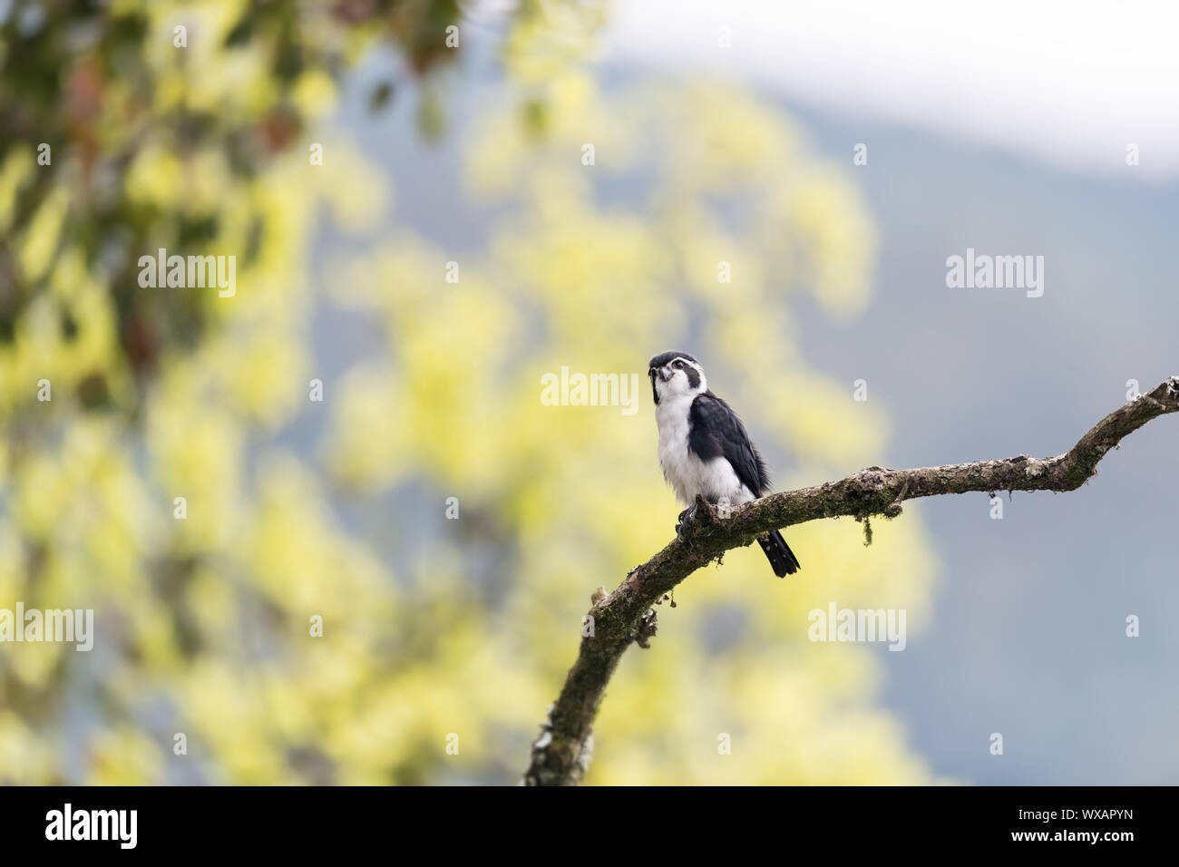 pied falconet Stock Photo