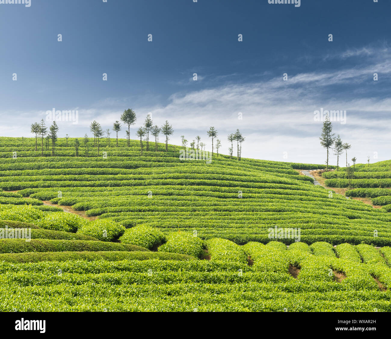 tea plantation in spring Stock Photo