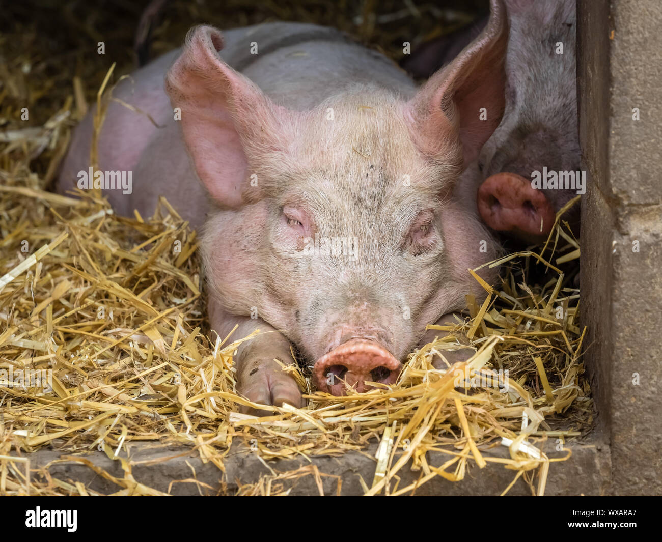 Pig sleeping in a barn Stock Photo Alamy