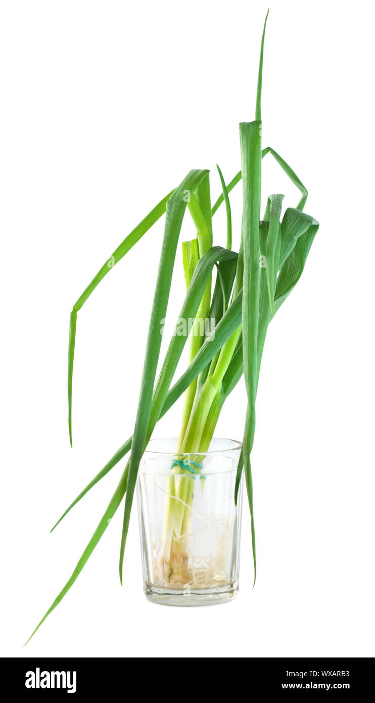 Bunch green onions isolated on a white background Stock Photo - Alamy
