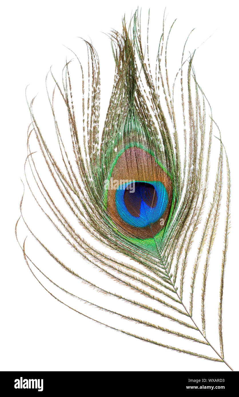 Peacock feather isolated on a white background Stock Photo