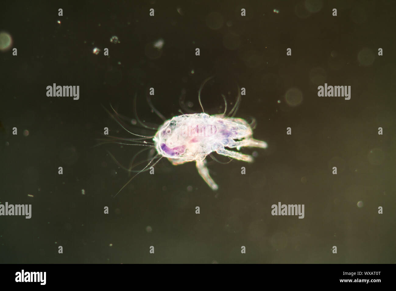 House dust mite under the microscope 50x Stock Photo