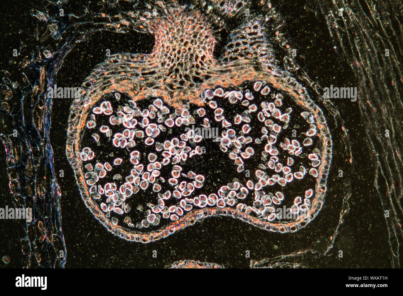 Bärlapp flower with spores cross-section under the microscope 100x Stock Photo