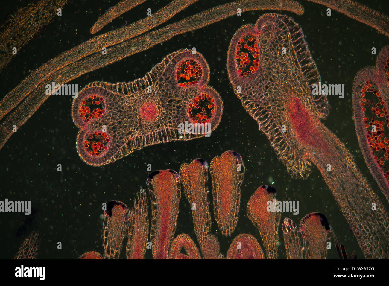 Flower bud of strawberry under the microscope 100x Stock Photo Alamy