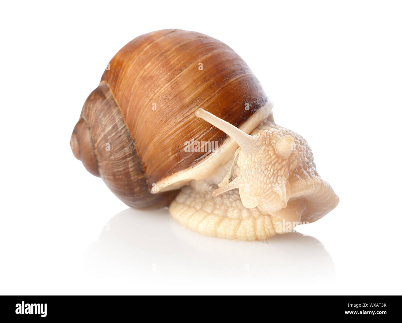 Crawling snail isolated on a white background Stock Photo - Alamy