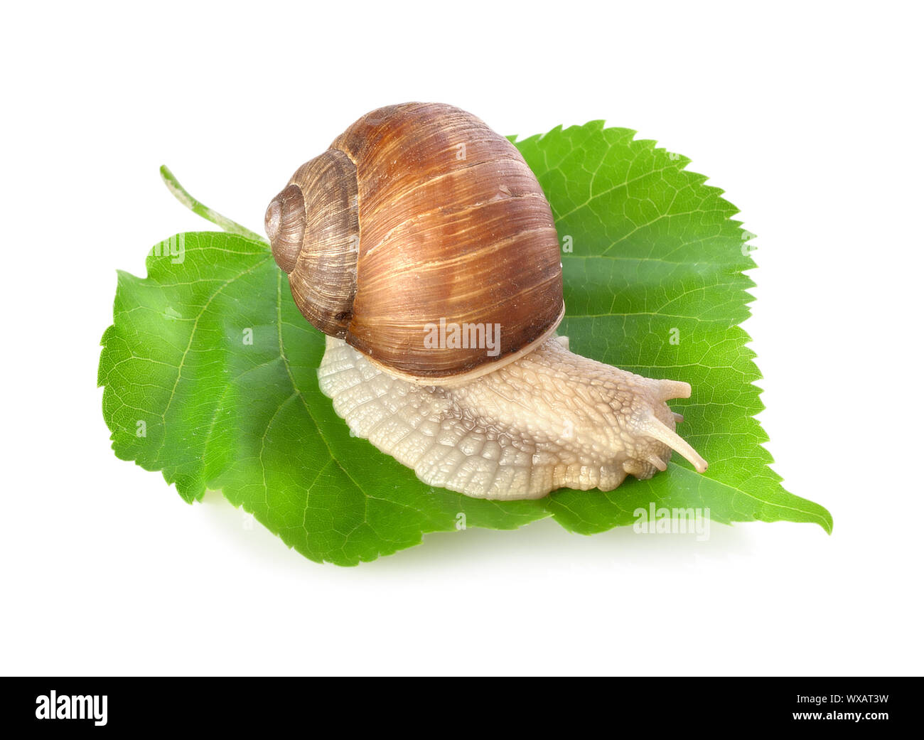 Snail on a green leaf isolate on a white background Stock Photo - Alamy
