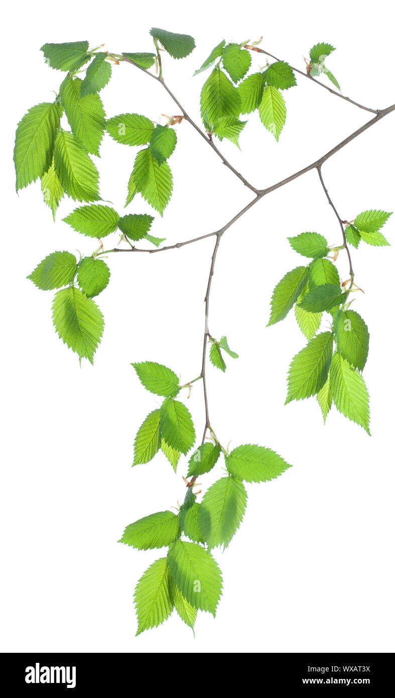 Branch of green leaves isolated on white background Stock Photo - Alamy