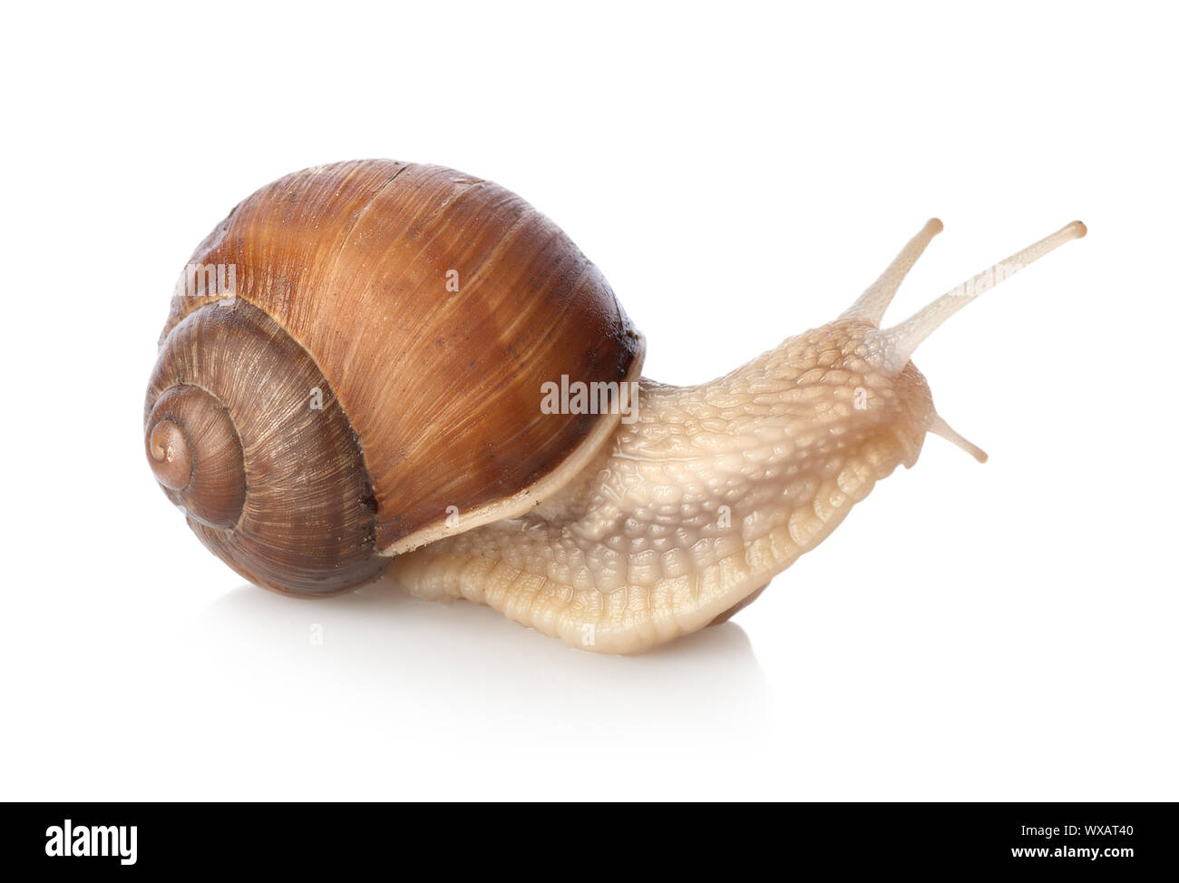 Crawling snail isolated on a white background Stock Photo - Alamy