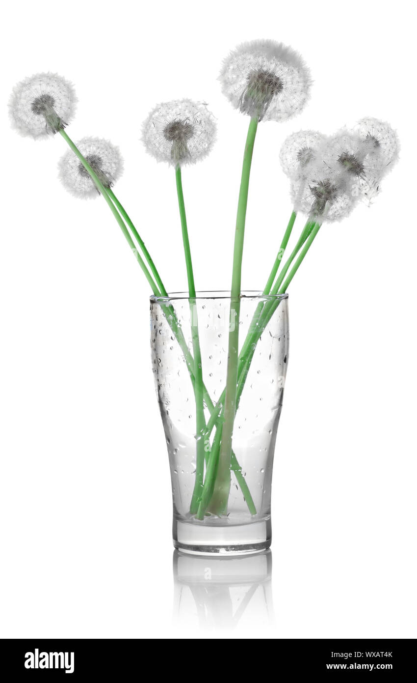 Dandelions in a glass isolated on white background Stock Photo - Alamy