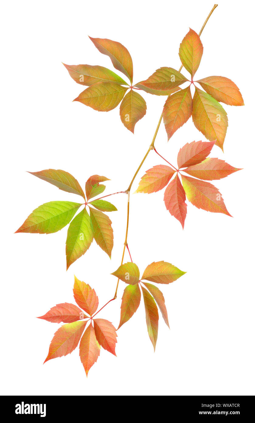 Branch with leaves isolated on white background Stock Photo - Alamy
