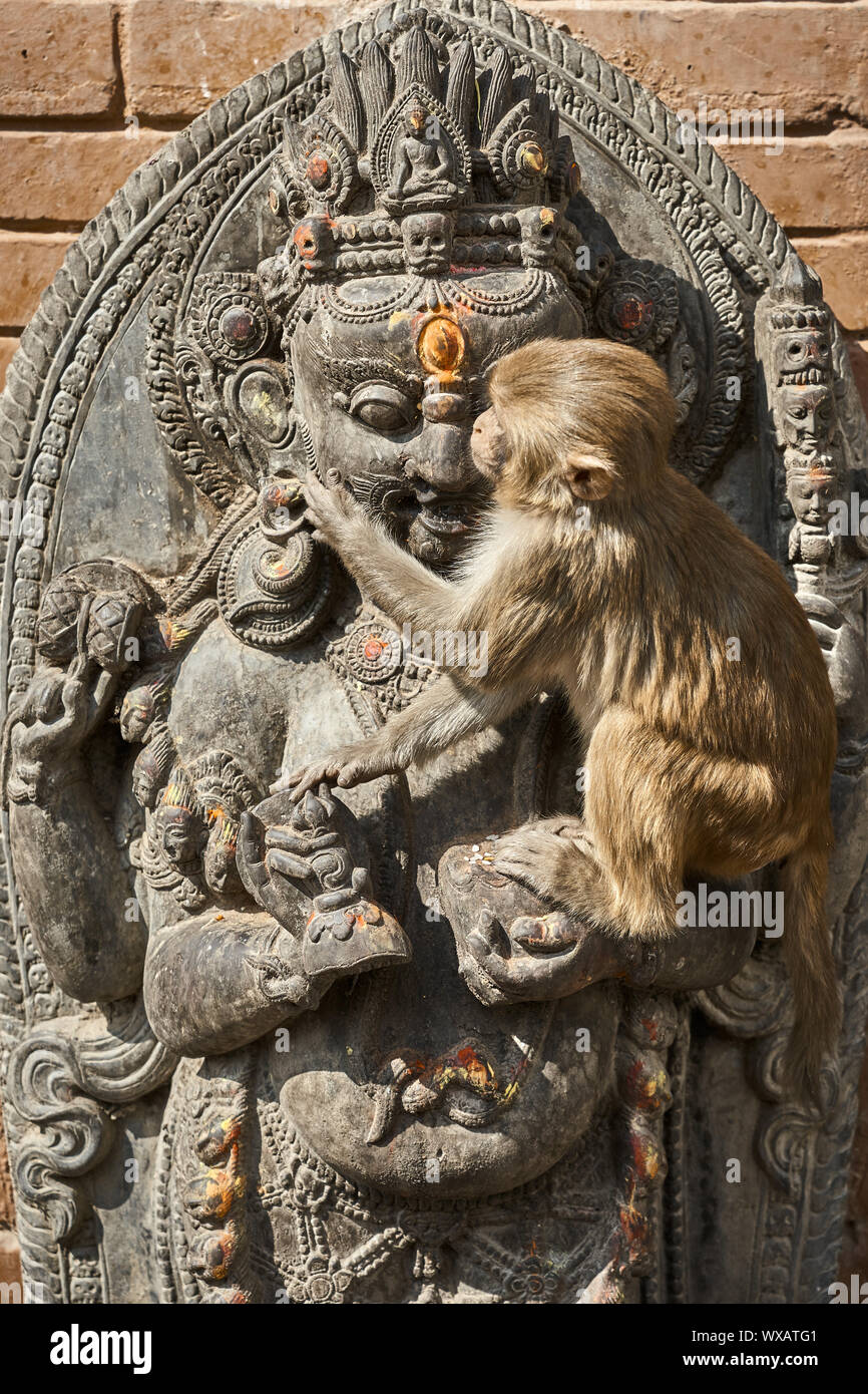 Asian macaque hires stock photography and images Alamy