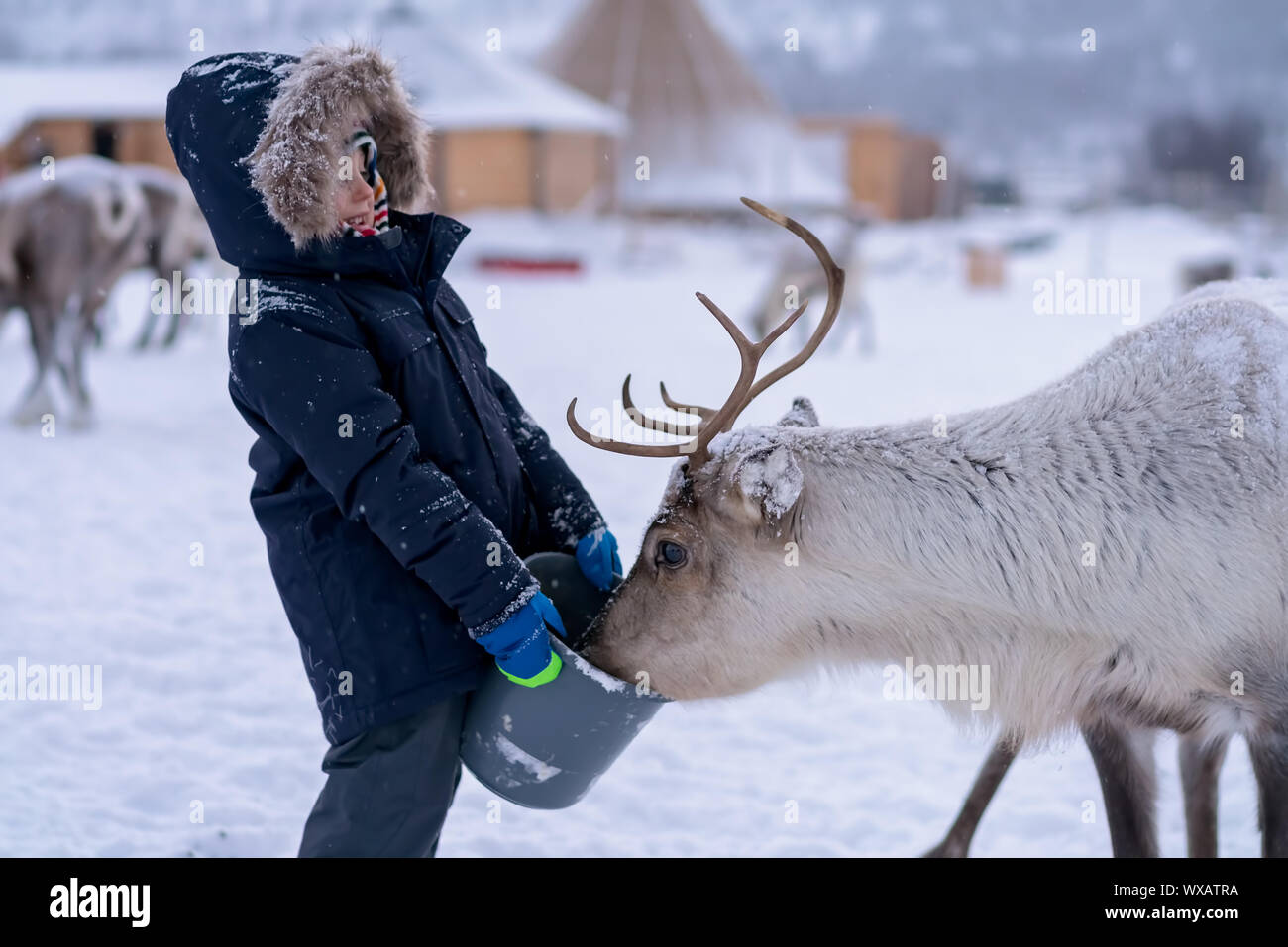 Little boy feeding reindeer in the winter Stock Photo Alamy