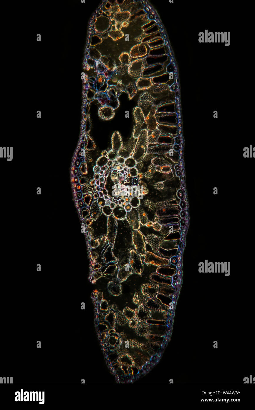 Coniferous needle crosssection under the microscope 50x Stock Photo