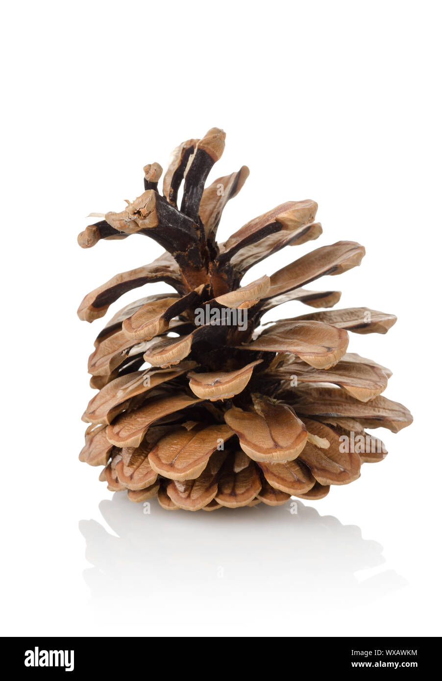 Pine cone isolated on a white background Stock Photo - Alamy
