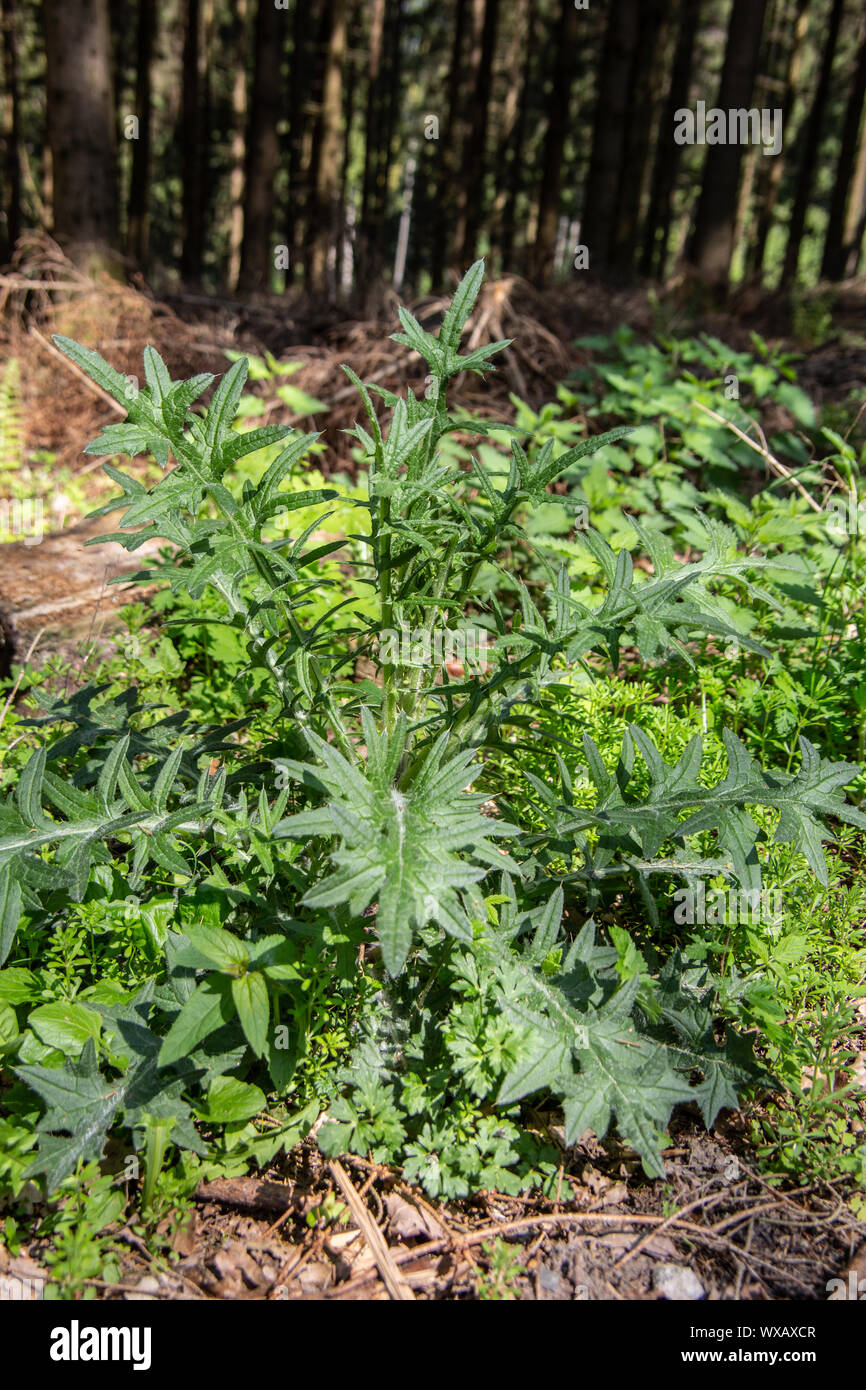 large-leaved acanthus plant on the edge of the forest Stock Photo