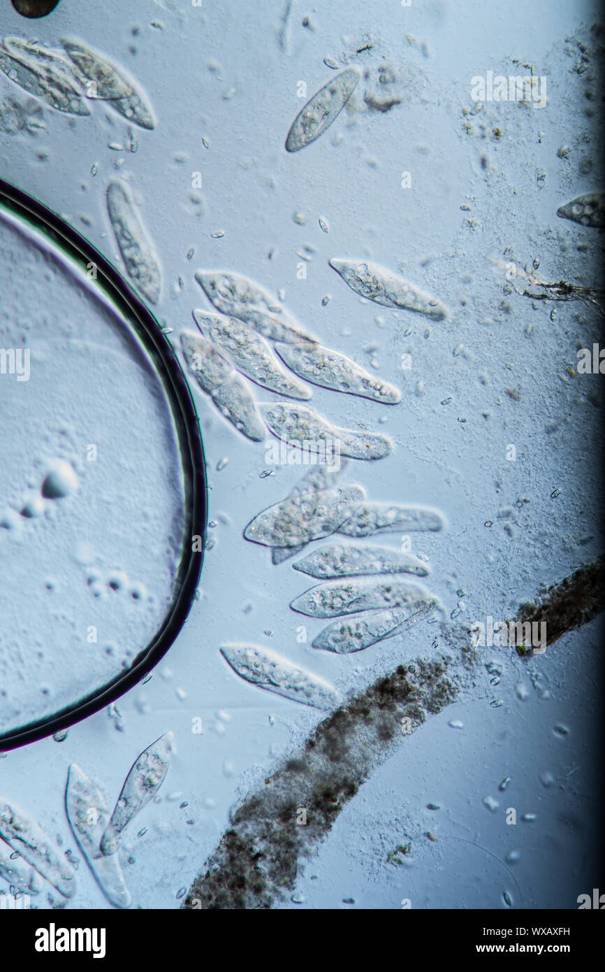 Plankton, slipper animals under the microscope 100x Stock Photo
