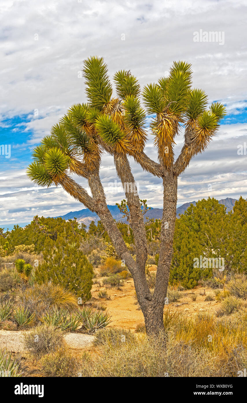 Joshua Tree in in the desert in the Spring in the Mojave National Preserve in California Stock