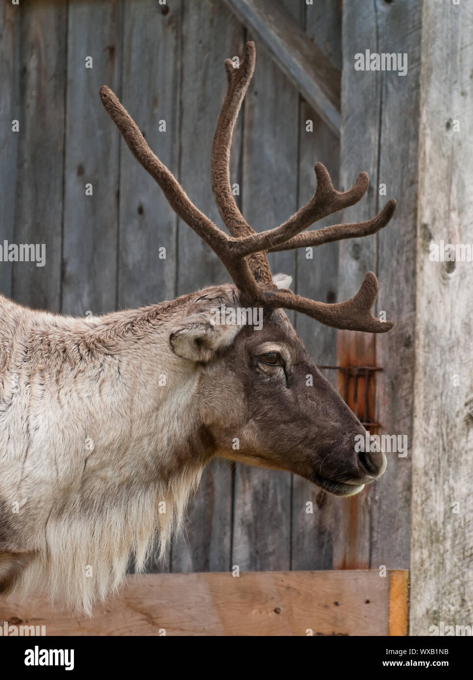 Caribou head with nice antler, close up a Stock Photo