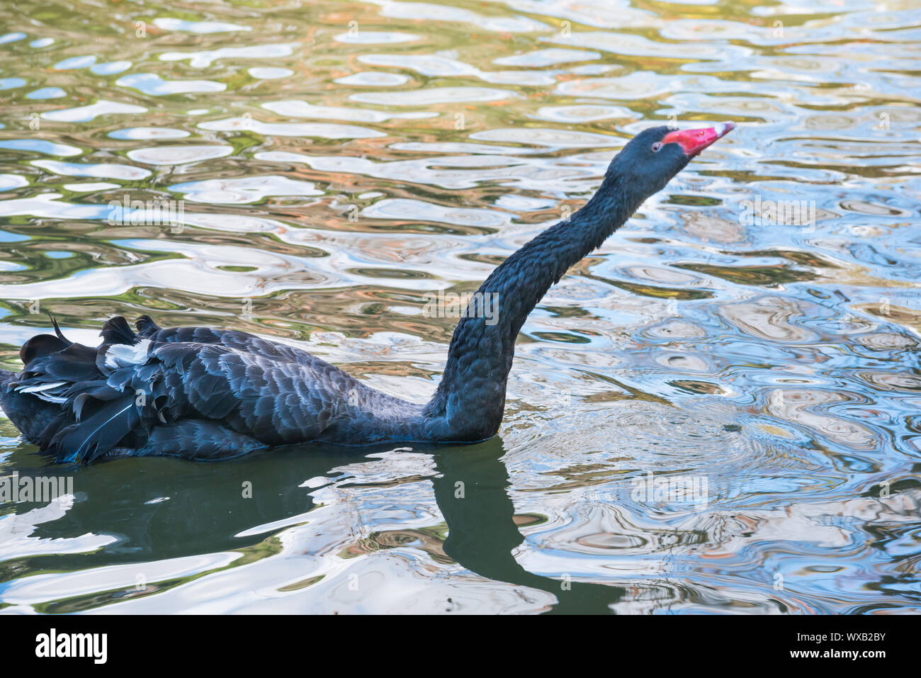 Black swan swimming in pond Stock Photo