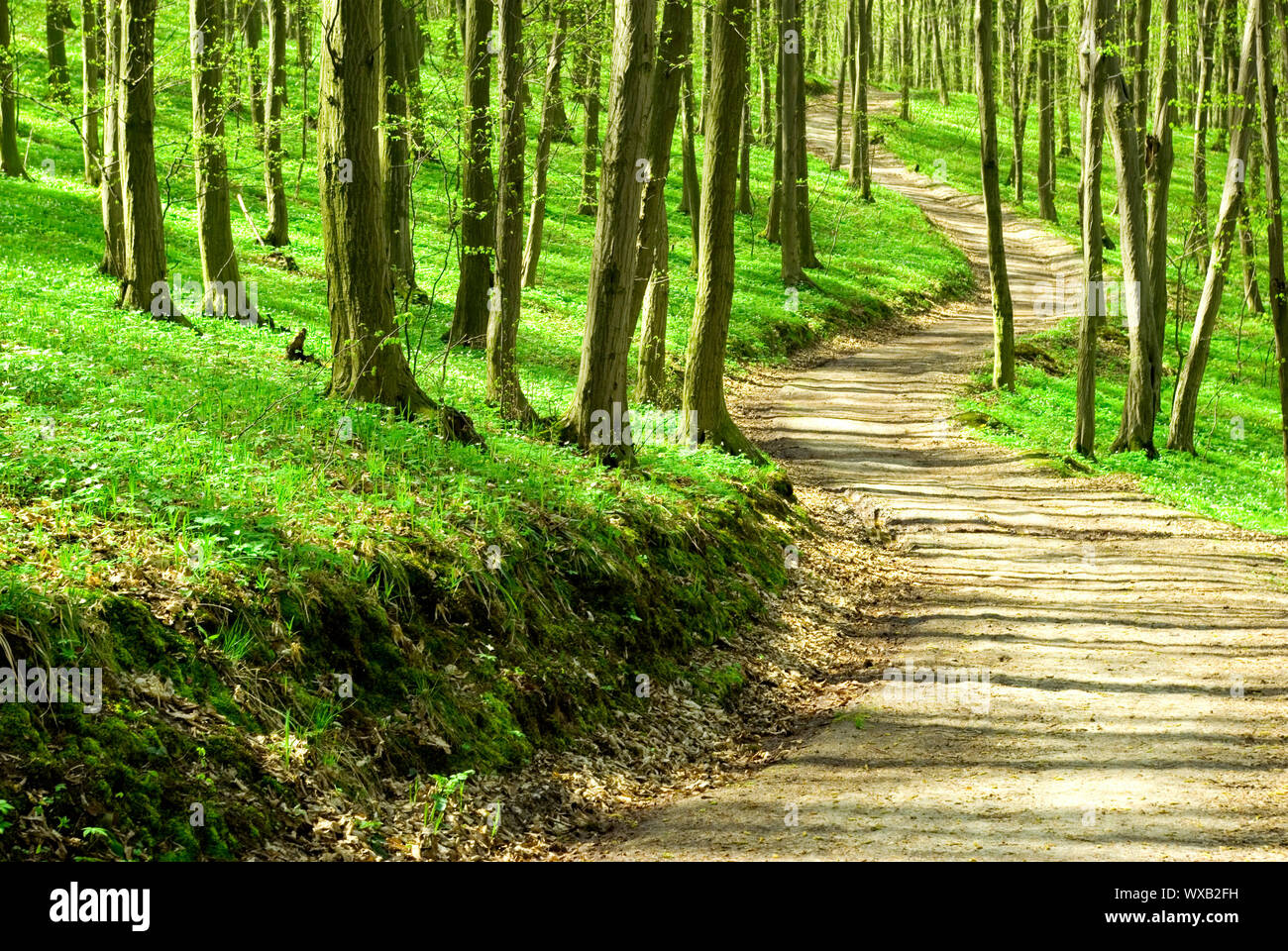 a path is in the green forest Stock Photo - Alamy