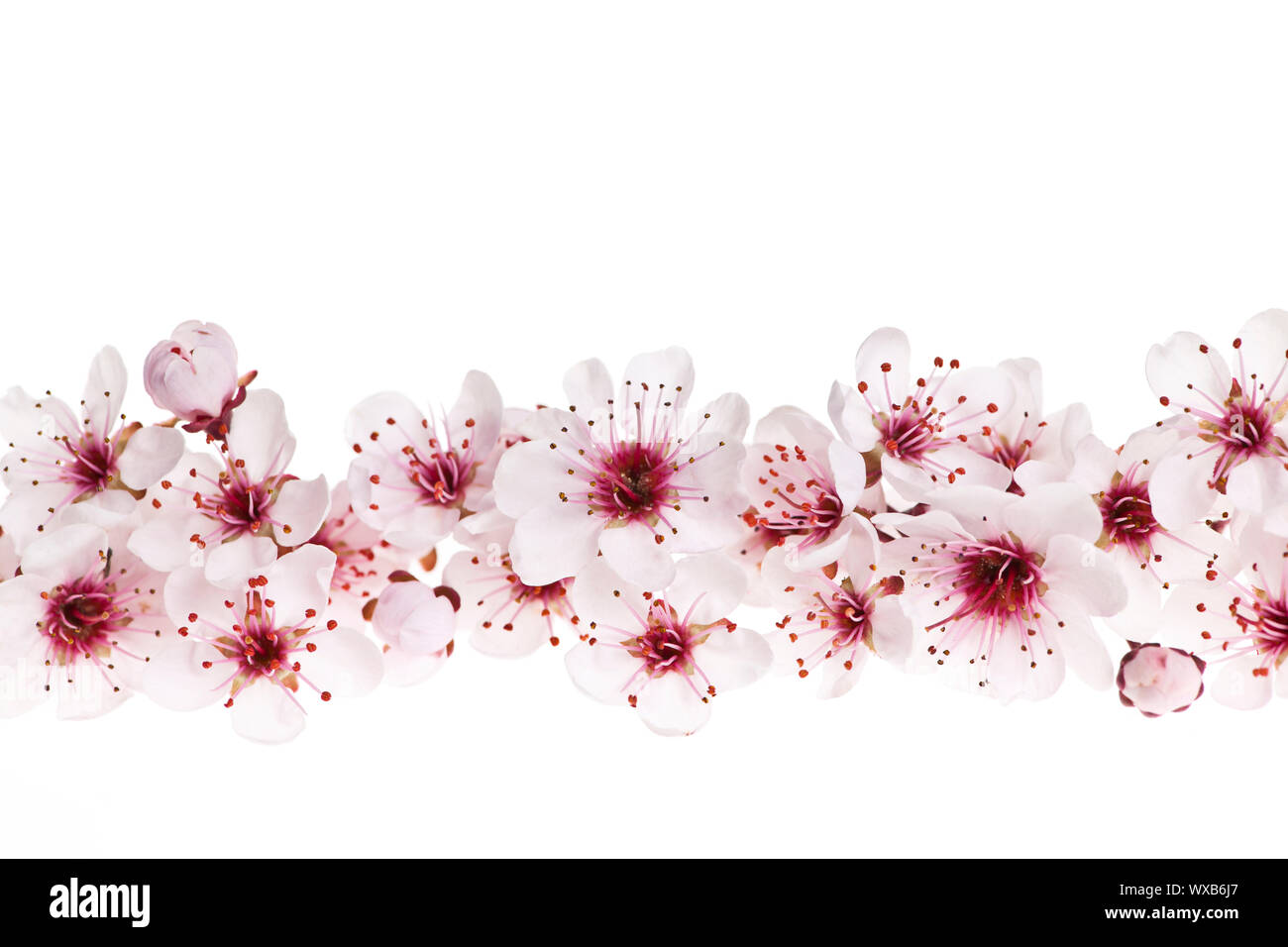 Border Of Beautiful Cherry Blossom Flowers On White Background Stock Photo Alamy Border Of Beautiful Cherry Blossom Flowers On White Background Stock Photo Alamy