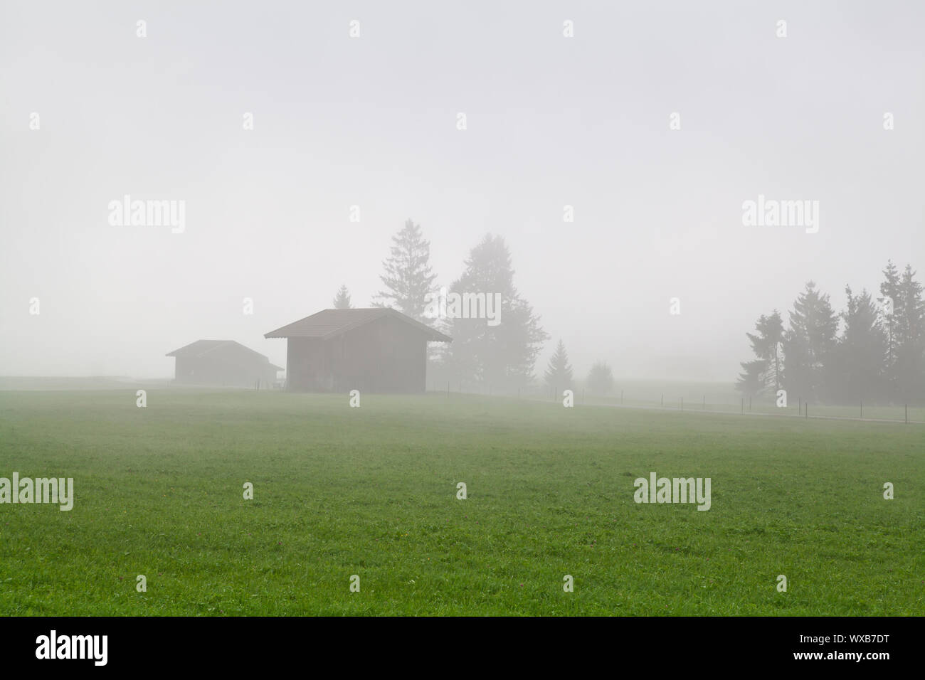 pine trees and two buildings in morning fog Stock Photo - Alamy