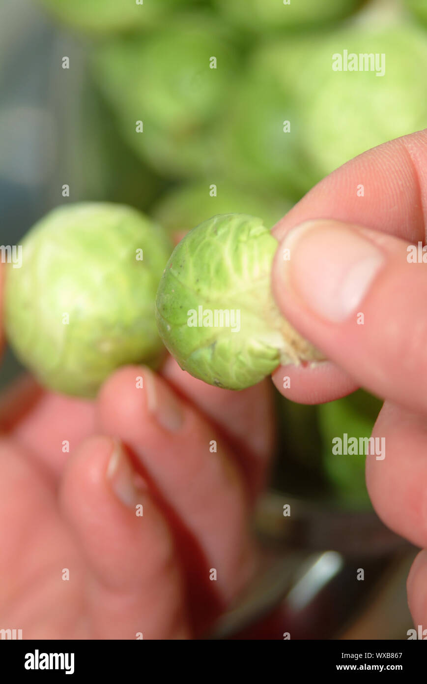 prepare brussel sprout Stock Photo Alamy