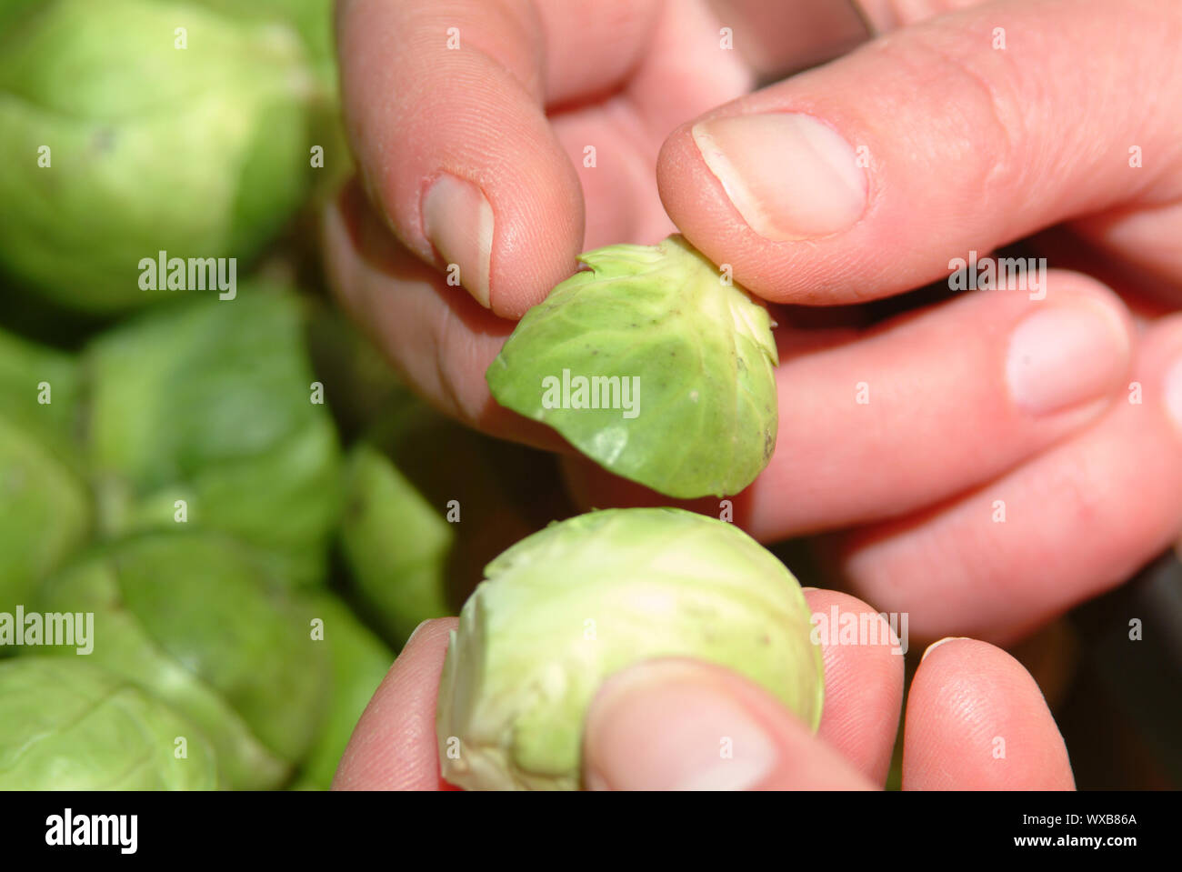prepare brussel sprout Stock Photo Alamy