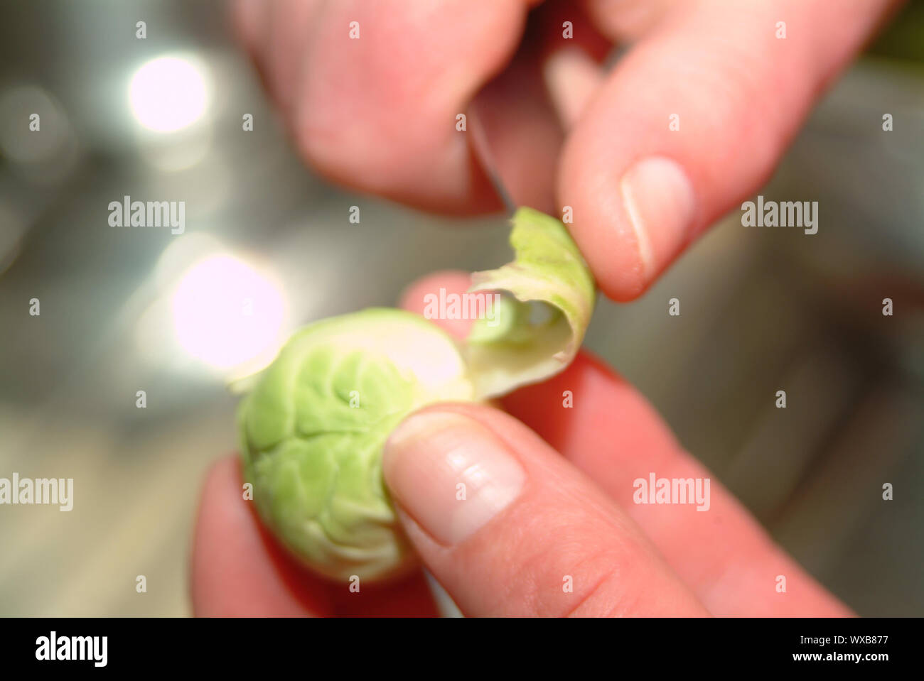 prepare-brussel-sprout-stock-photo-alamy