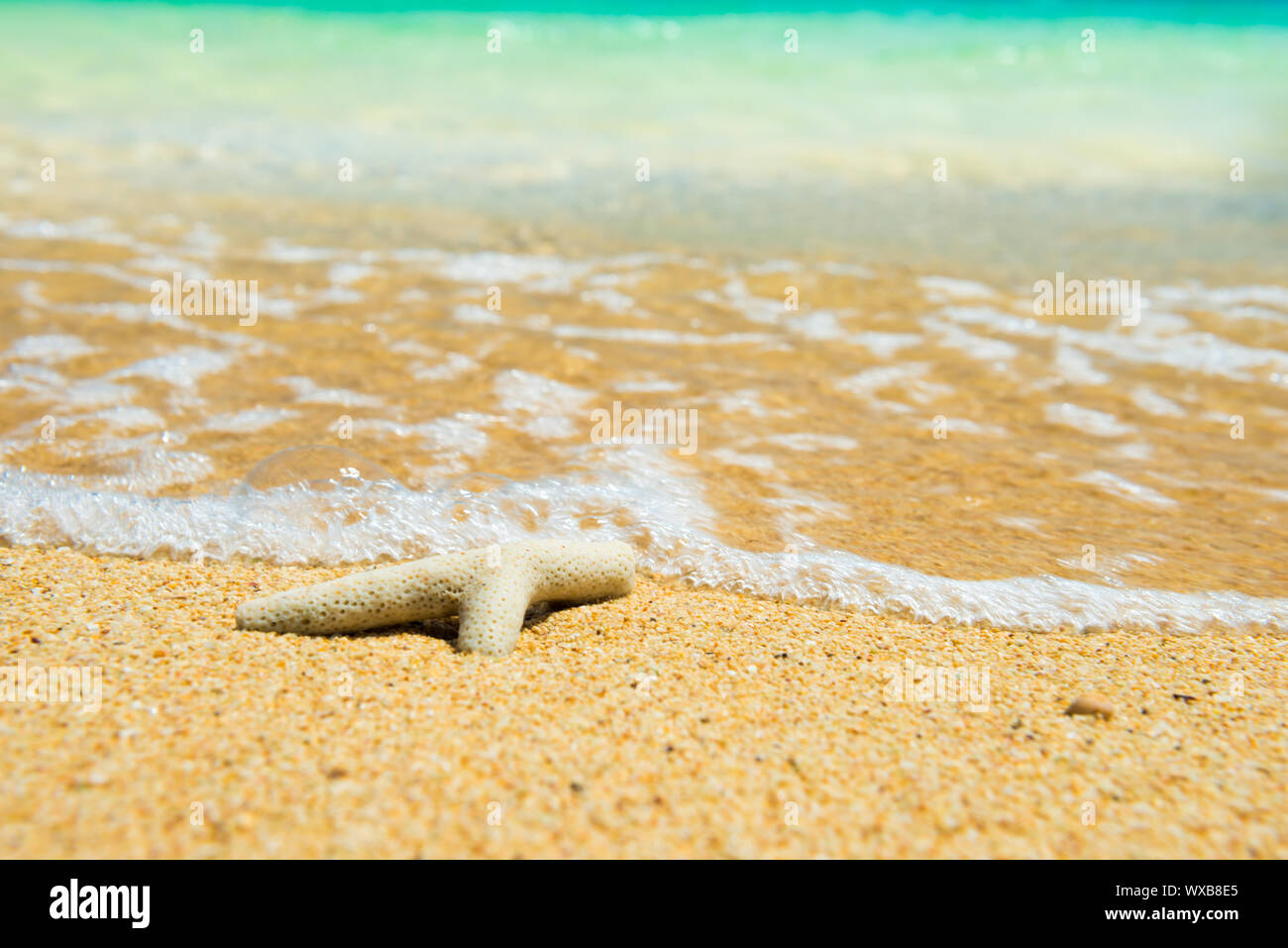 Closeup view of coral at beach as summer vacation background Stock Photo