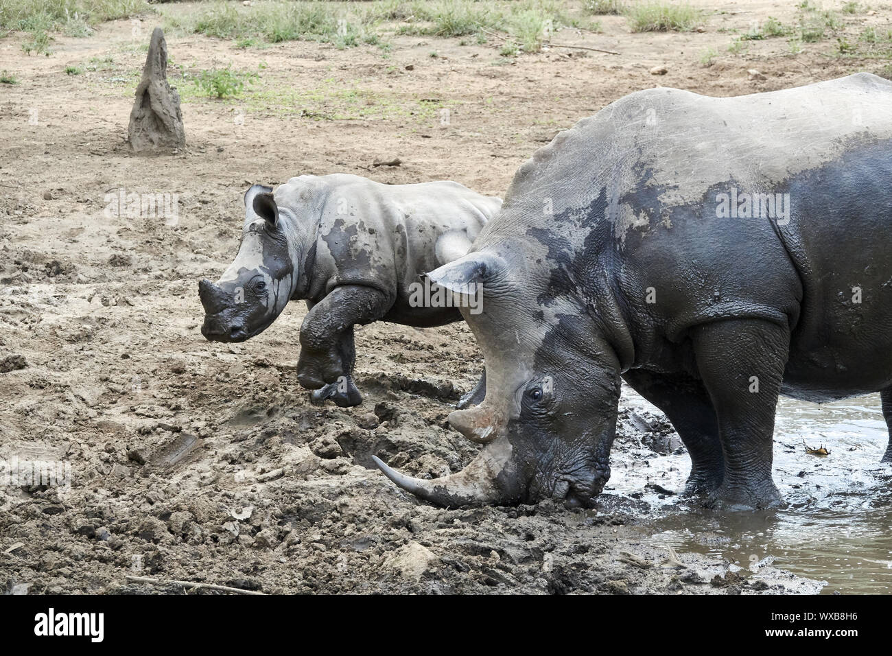 White rhinoceros - mother and calf Stock Photo