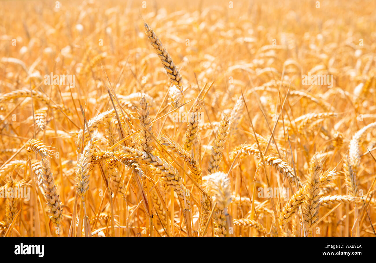 summer landscape with field of corn under blue sky Stock Photo - Alamy
