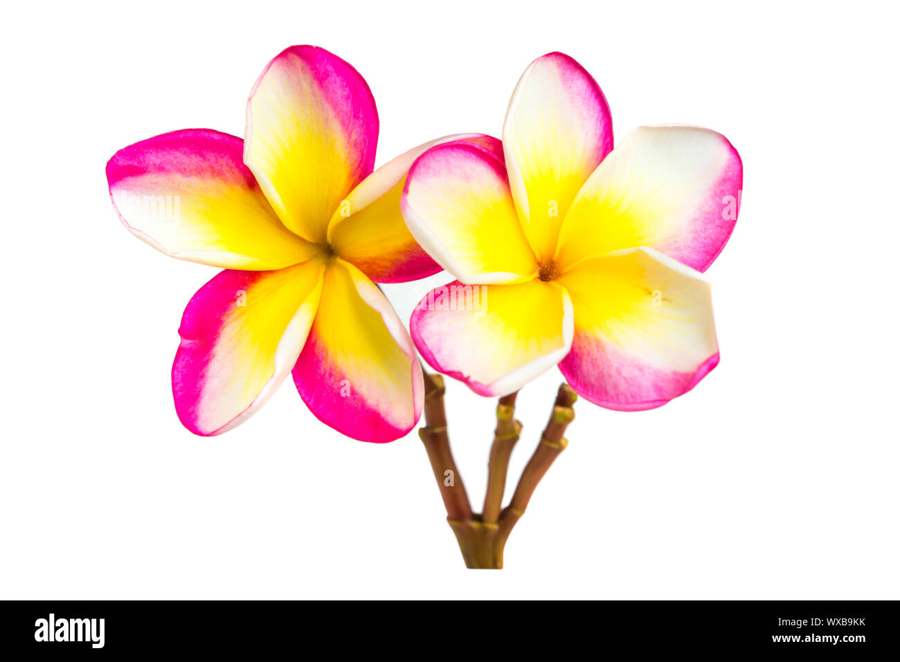 Frangipani flowers isolated at white background Stock Photo Alamy