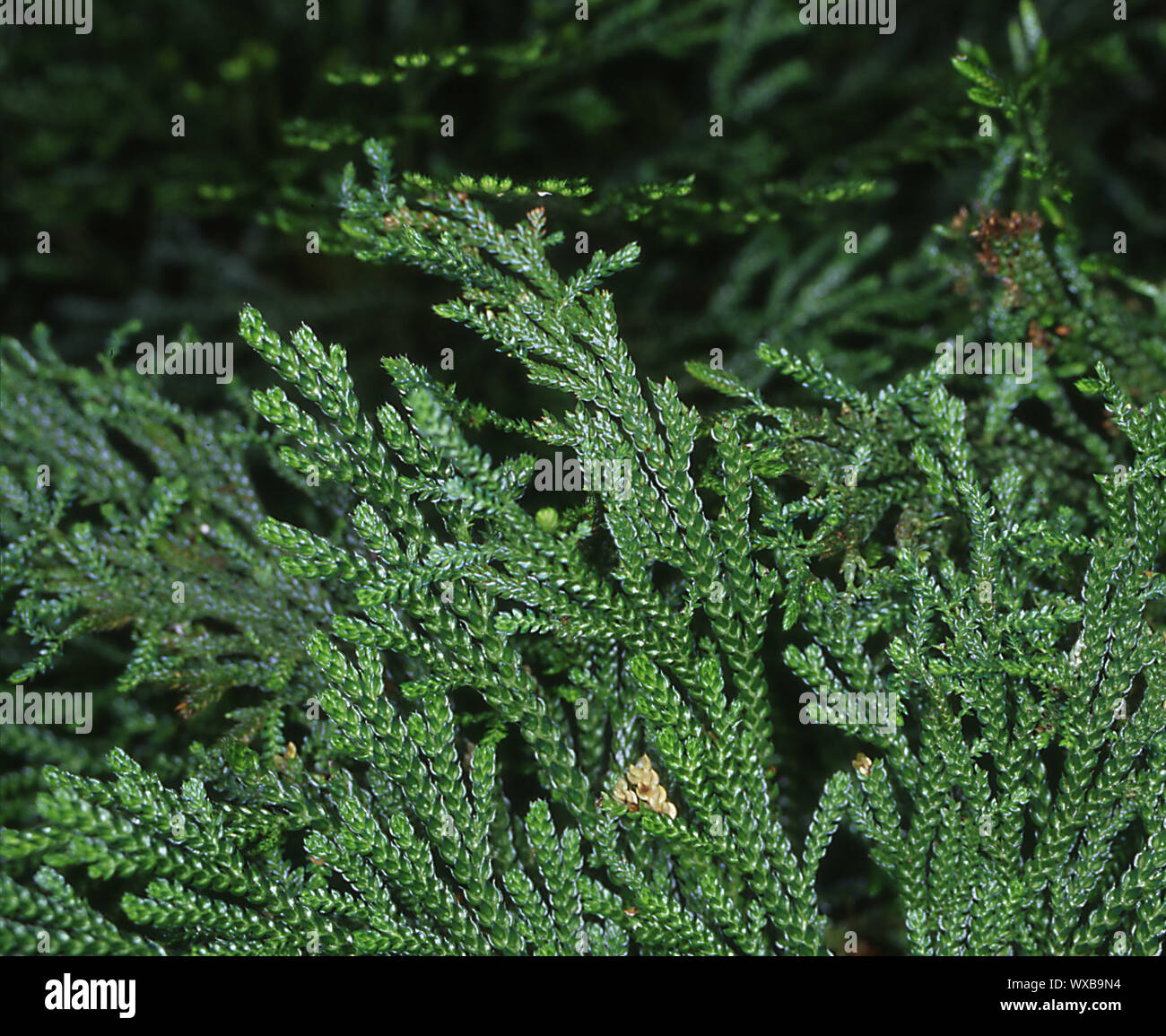 Moss fern with feathery green branches Stock Photo
