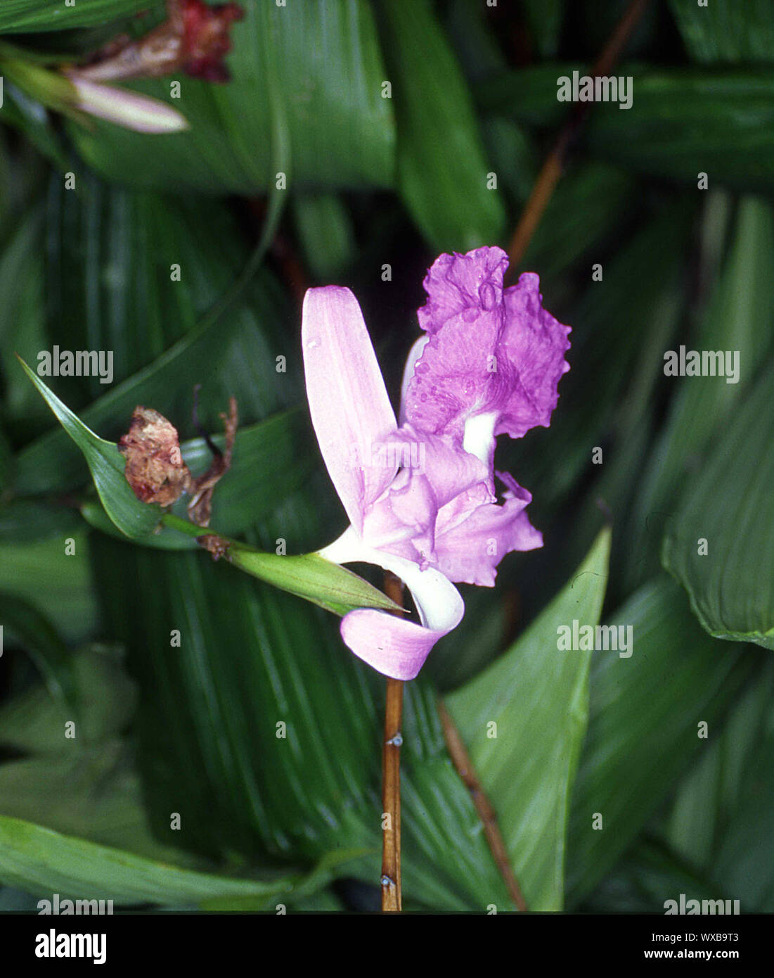 Orchids, inflorescence with purple flowers Stock Photo