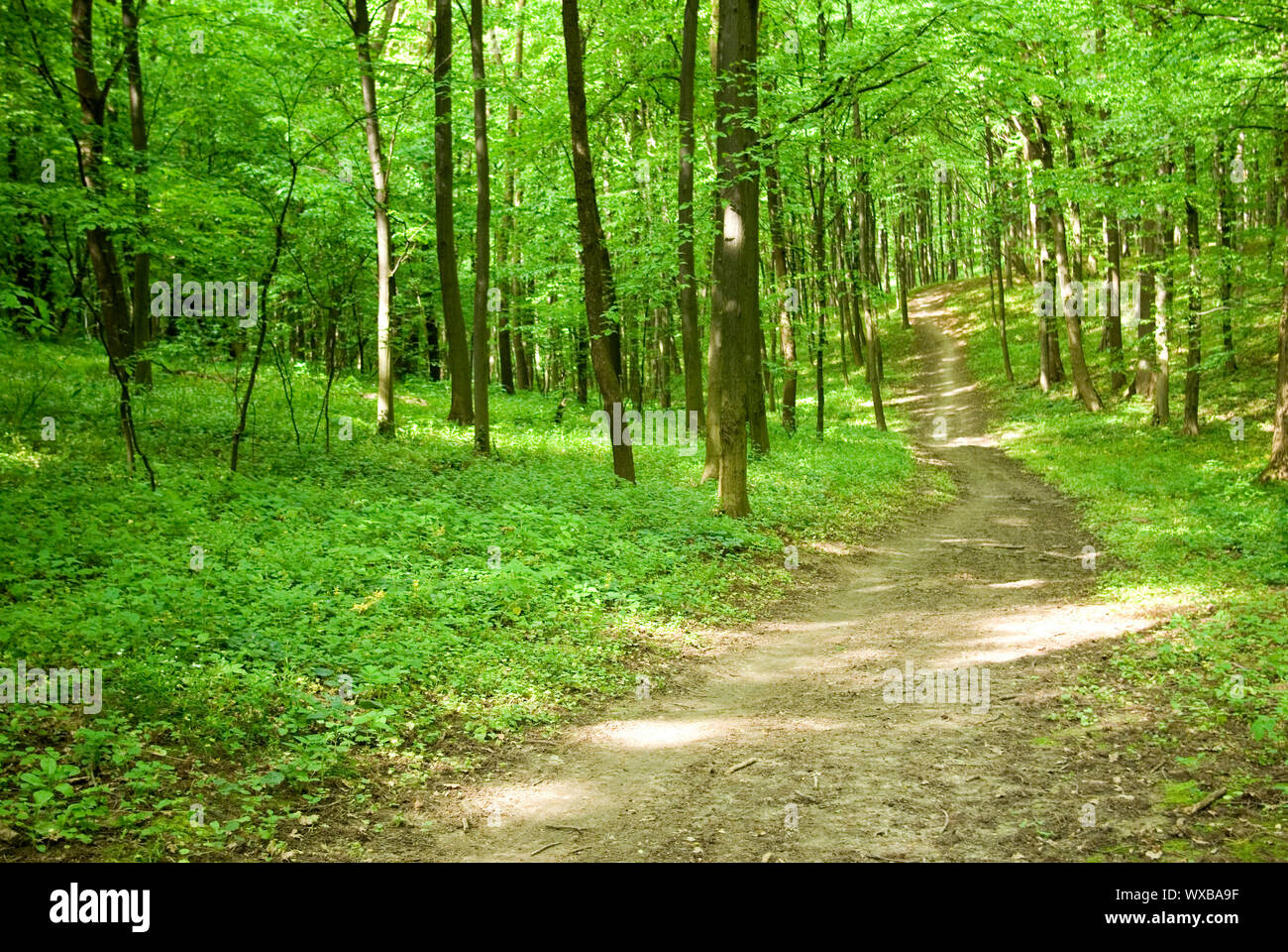 a path is in the green forest Stock Photo - Alamy