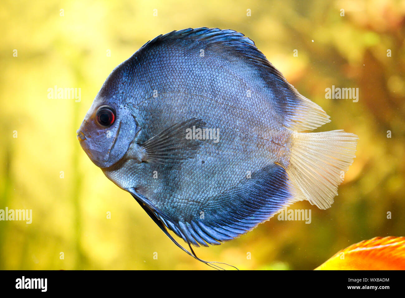 Colorful discus fish in the aquarium Stock Photo