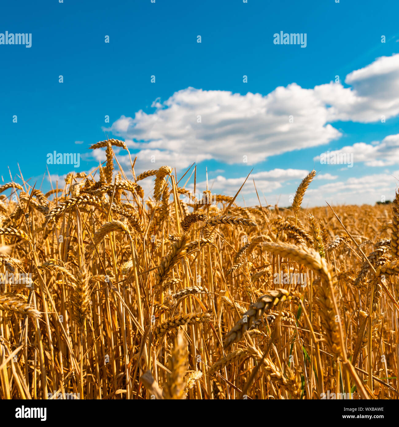 summer landscape with field of corn under blue sky Stock Photo - Alamy