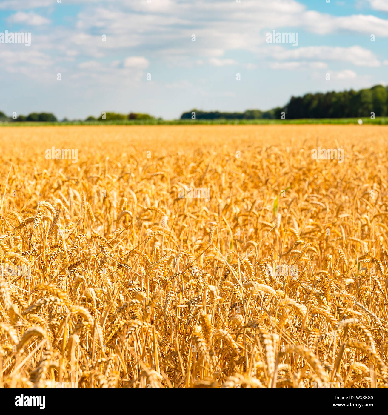 summer landscape with field of corn under blue sky Stock Photo - Alamy