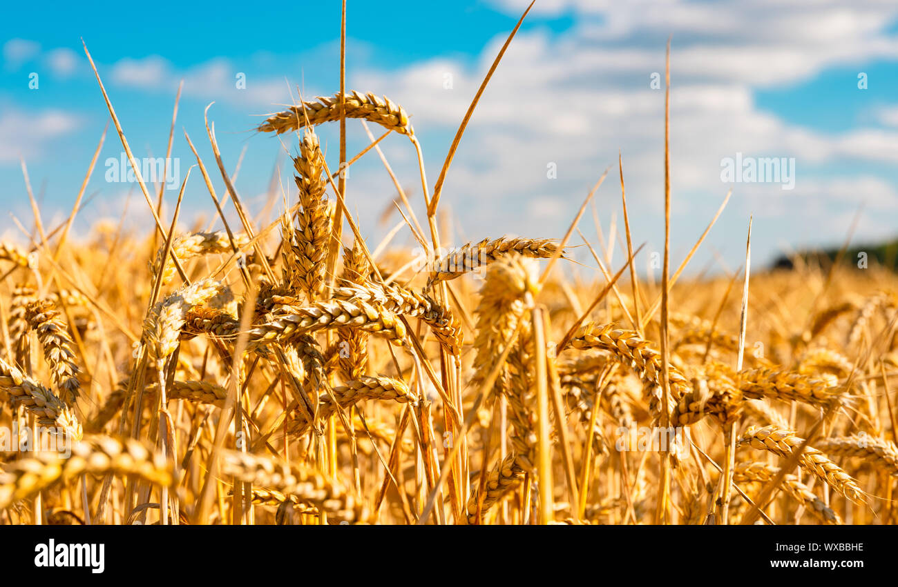 summer landscape with field of corn under blue sky Stock Photo - Alamy