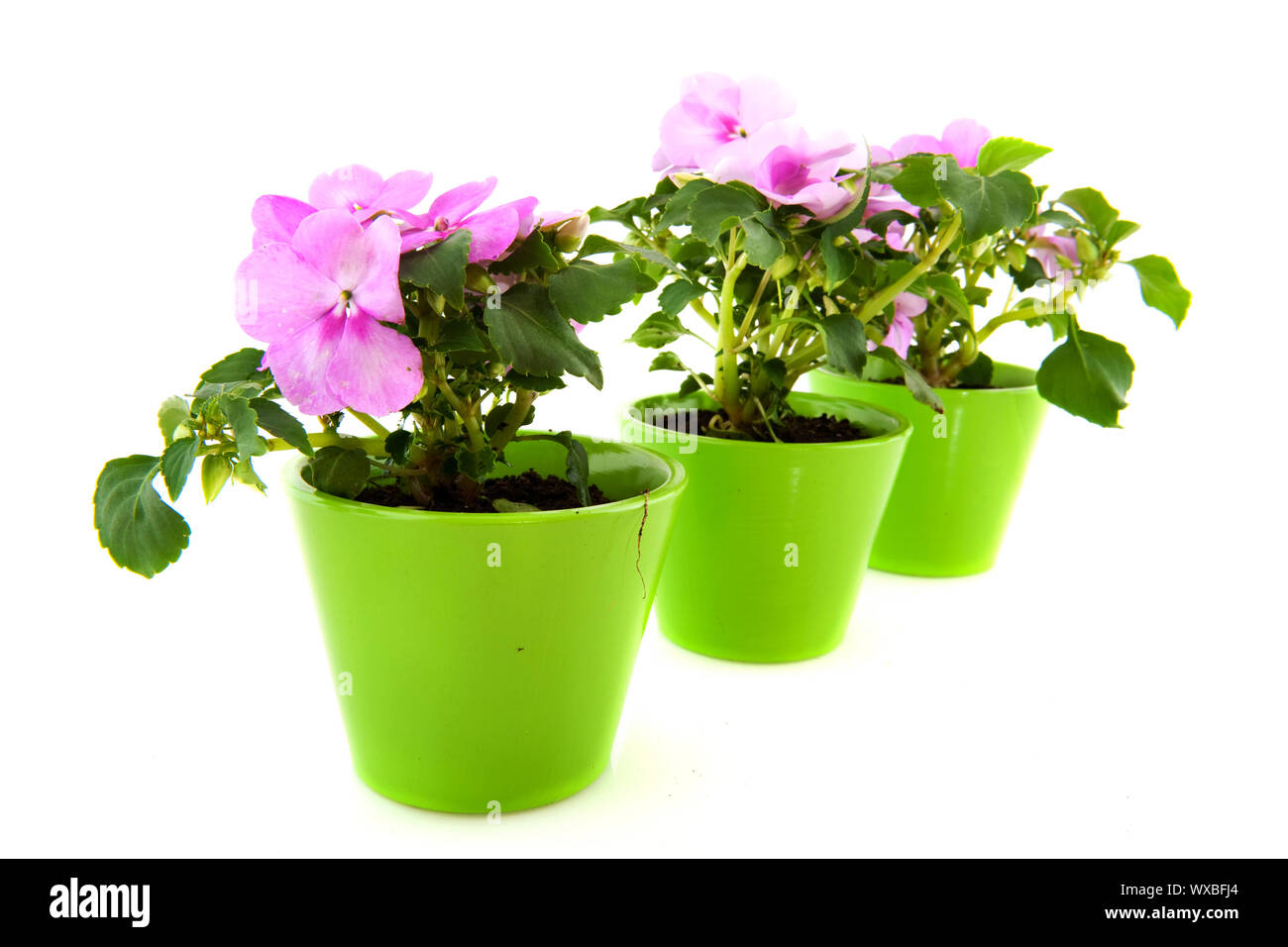 Pink Busy Lizzies for the flower garden isolated over white Stock Photo