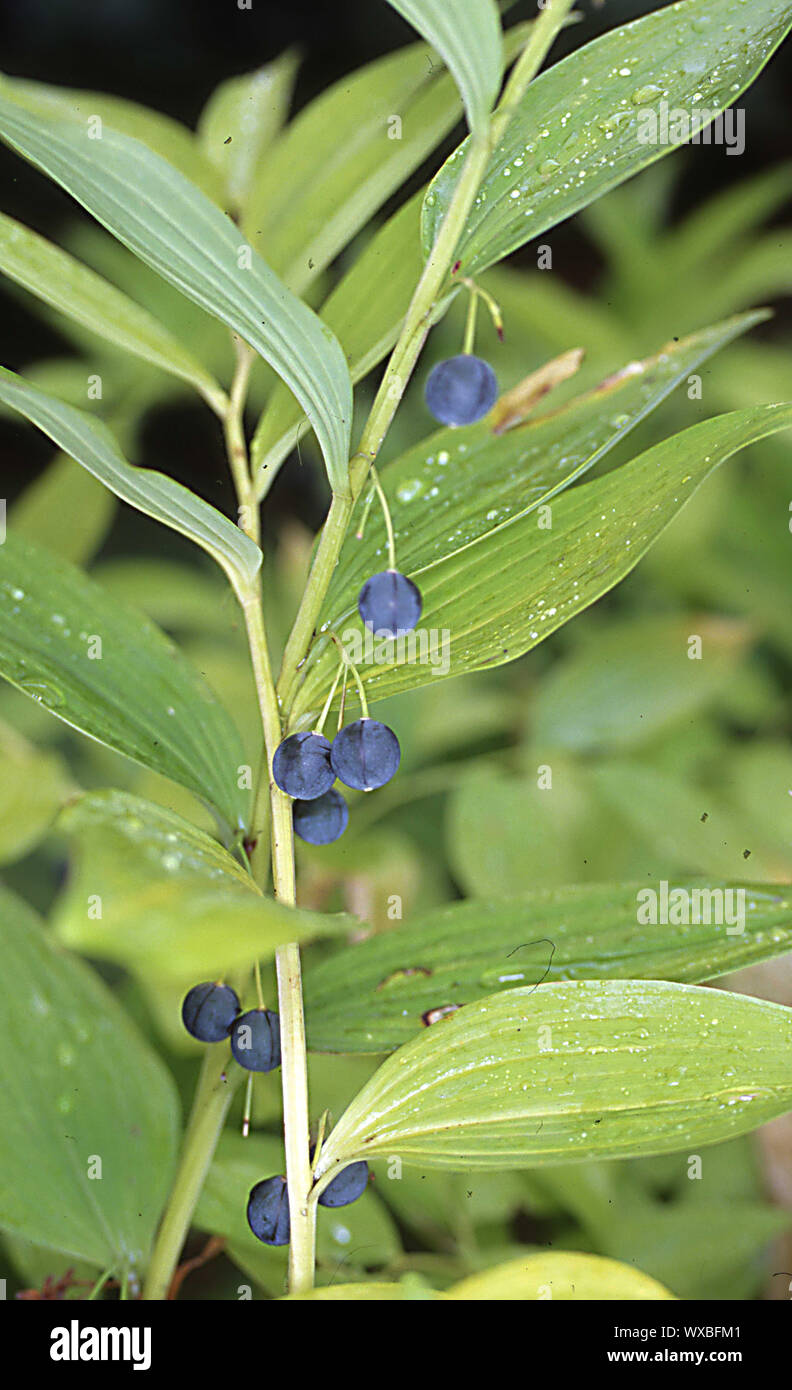 Solomon seal whiteroot with blue berries Stock Photo Alamy
