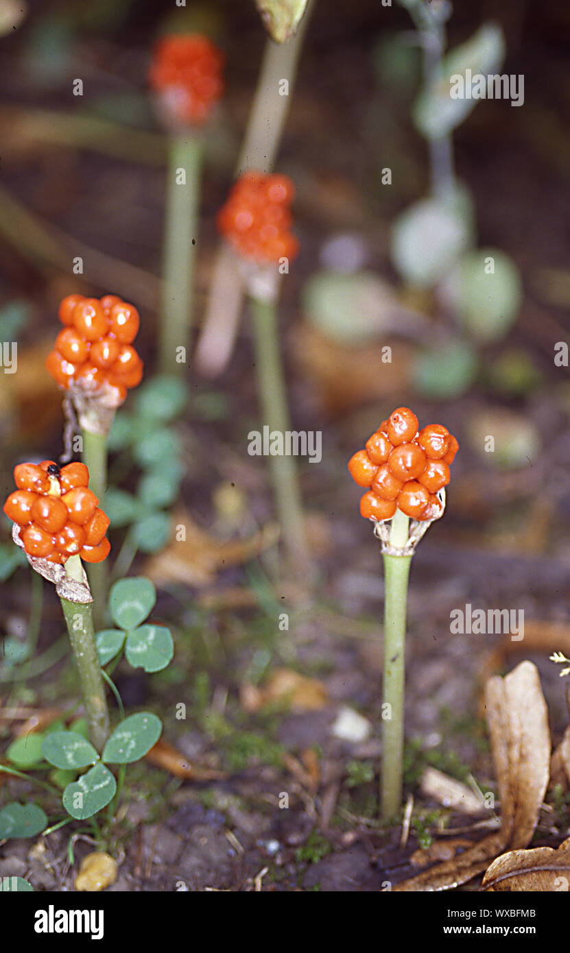 Arum with fruit stand in the forest Stock Photo