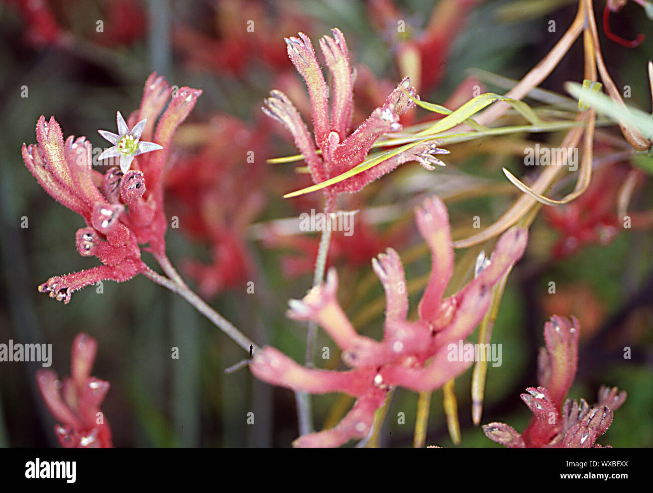 Kangaroo flower with pink flowers Stock Photo
