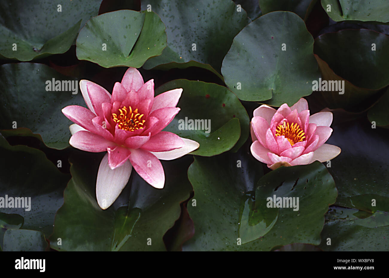 Floating plants hires stock photography and images Alamy