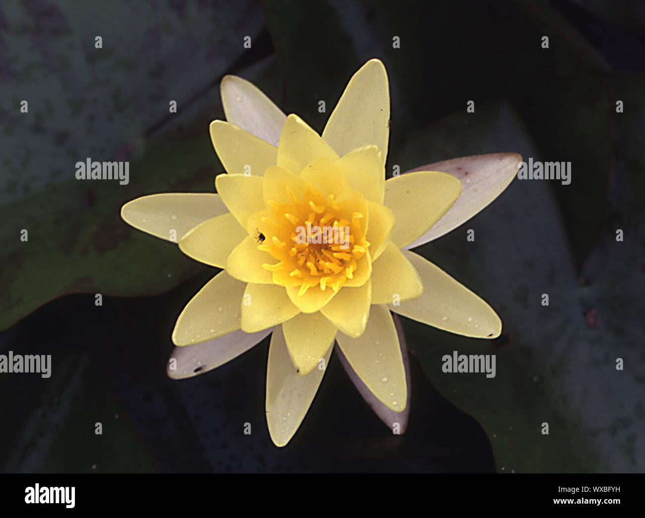 Floating plants hires stock photography and images Alamy