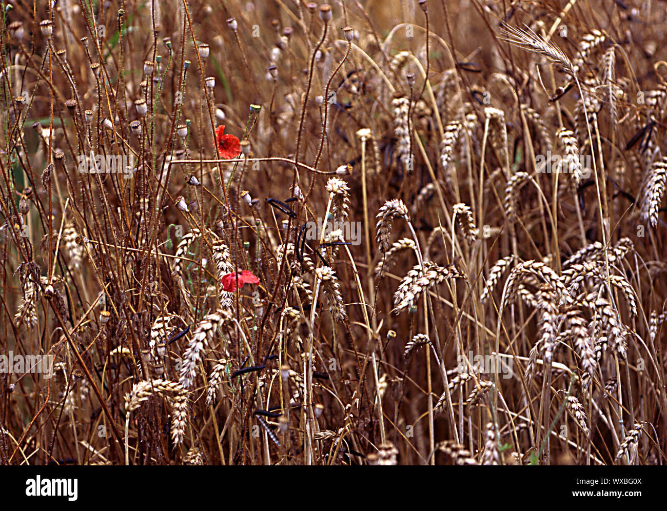 Cornfield with ears of wheat and poppy flowers Stock Photo Alamy