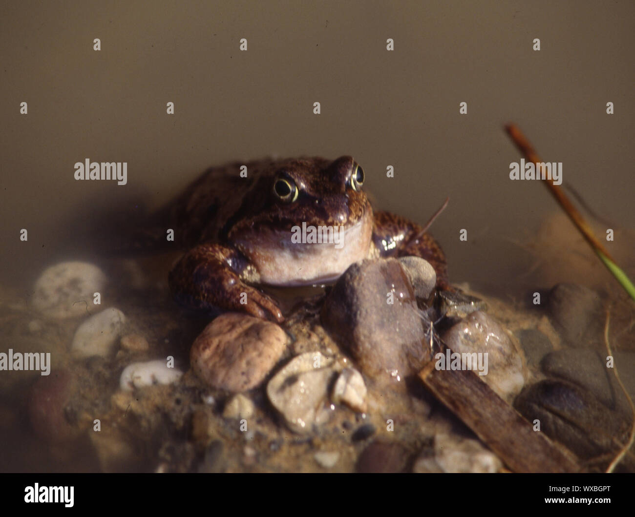 Common Frog in the pond Stock Photo