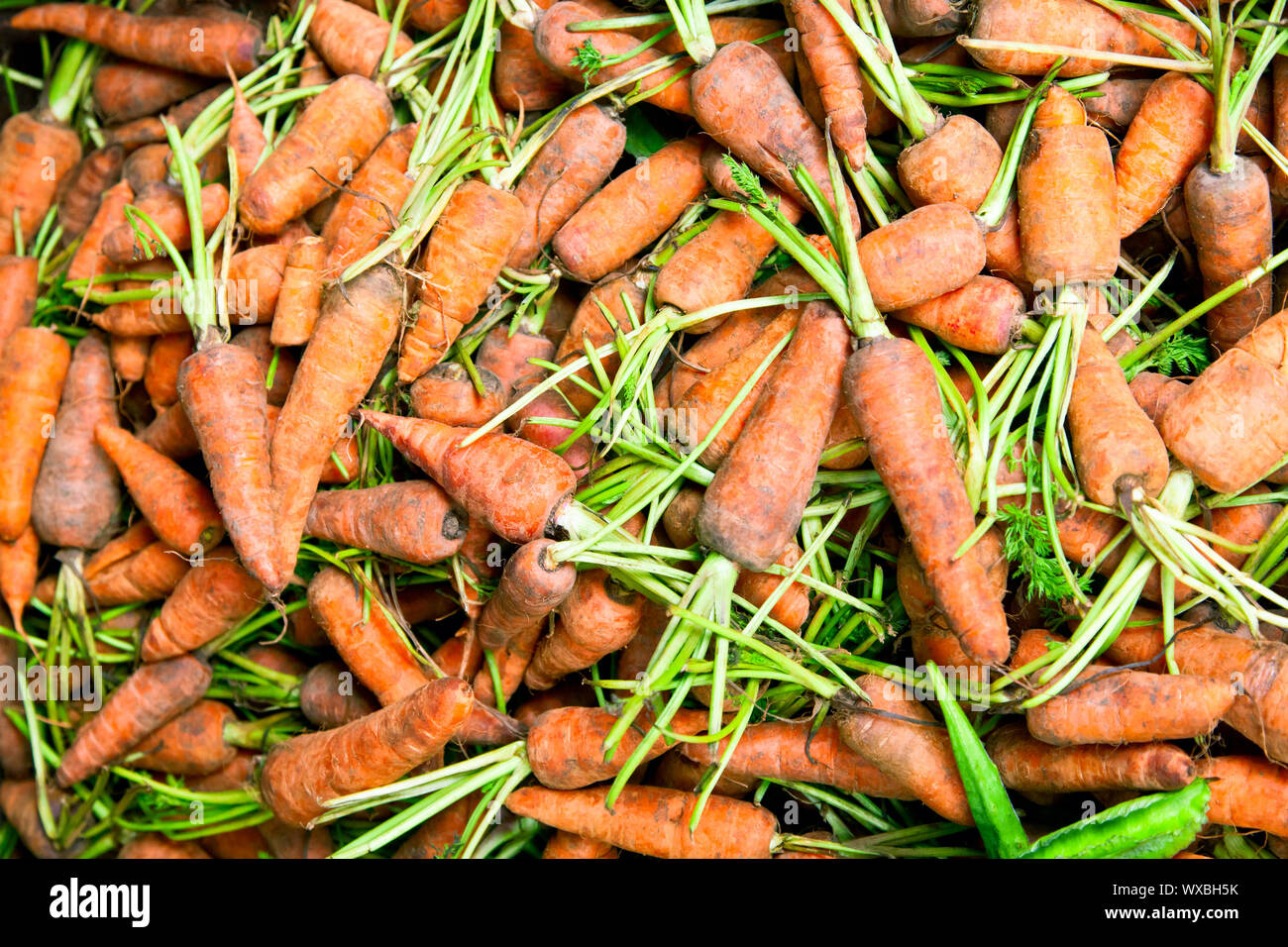 Harvested fresh carrots in container for sale in Sri Lanka Stock Photo