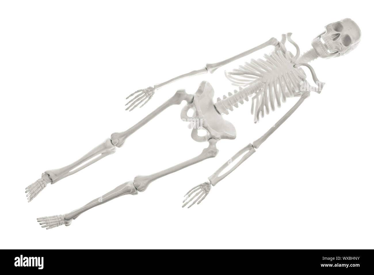Plastic human skeleton model on white background Stock Photo Alamy